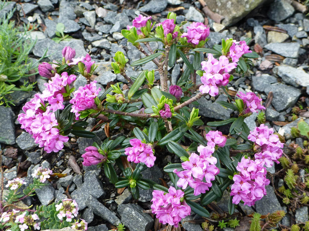 Daphne arbuscula x sericea
